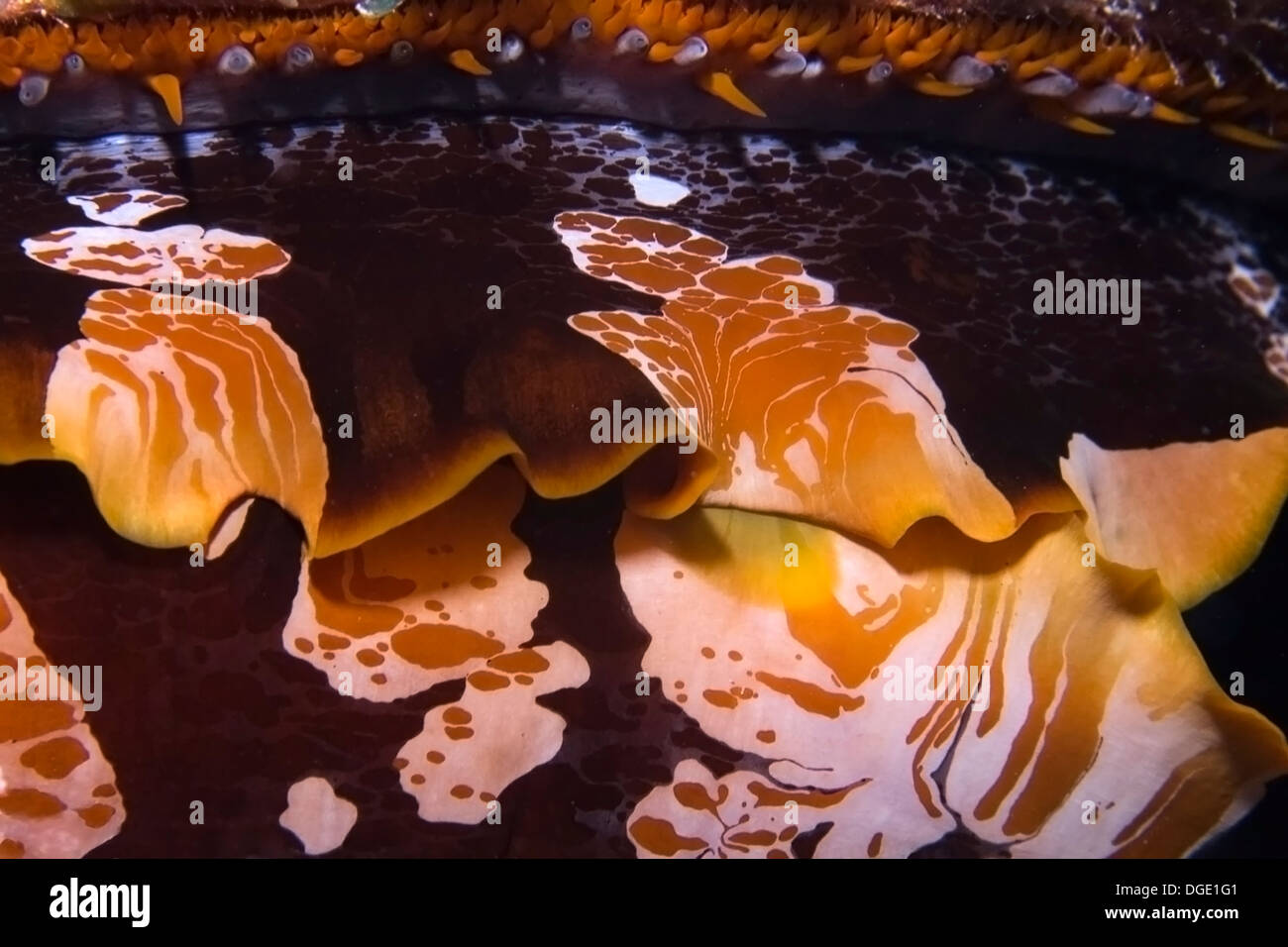 Dornige Auster, Spondylus Varius, Rongelap, Marshallinseln, Mikronesien Stockfoto