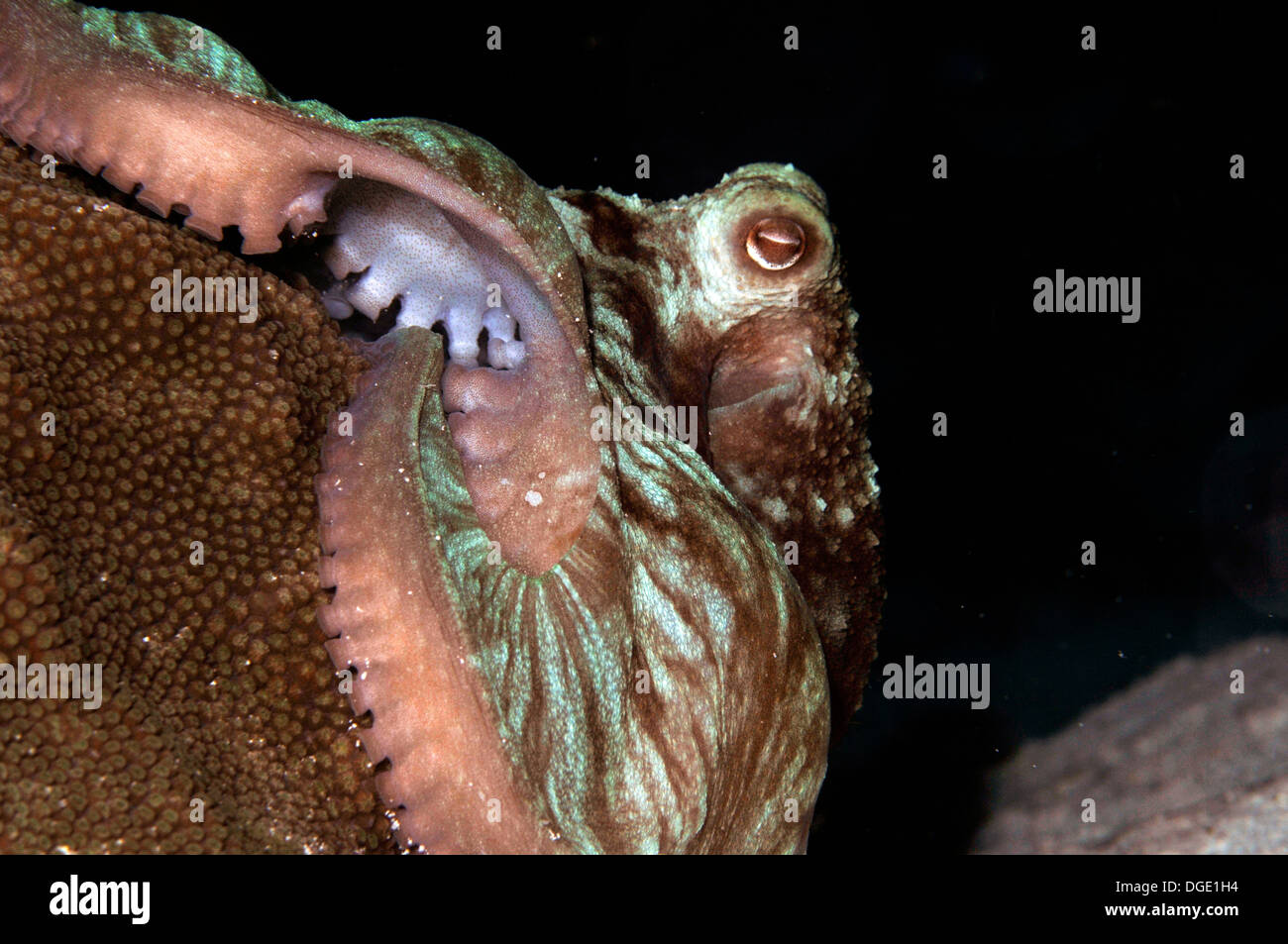 Krake, Octopus Briareus, in einen Nachttauchgang an der Paradise Reef, Cozumel, Mexiko, Karibik Stockfoto