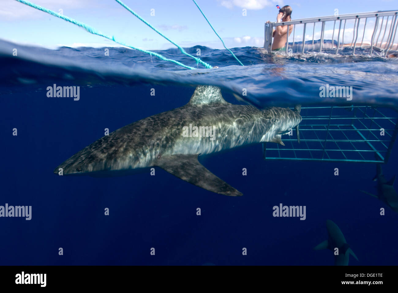 Thrill Seeker Erfahrungen Käfigtauchen mit Galapagos Haie, Carcharhinus Galapagensis, North Shore, Oahu, Hawaii, USA Stockfoto