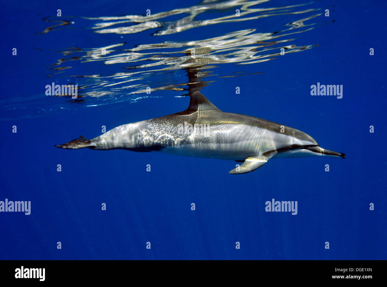 Spinner-Delphin, Stenella Longisrostris, Kailua-Kona, Hawaii, Nordpazifik Stockfoto