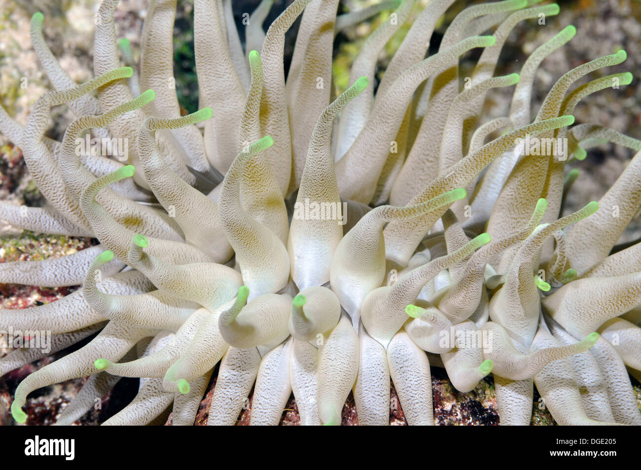 Riesige Anemone, Condylactis Gigantea, Cozumel, Mexiko, Karibik Stockfoto