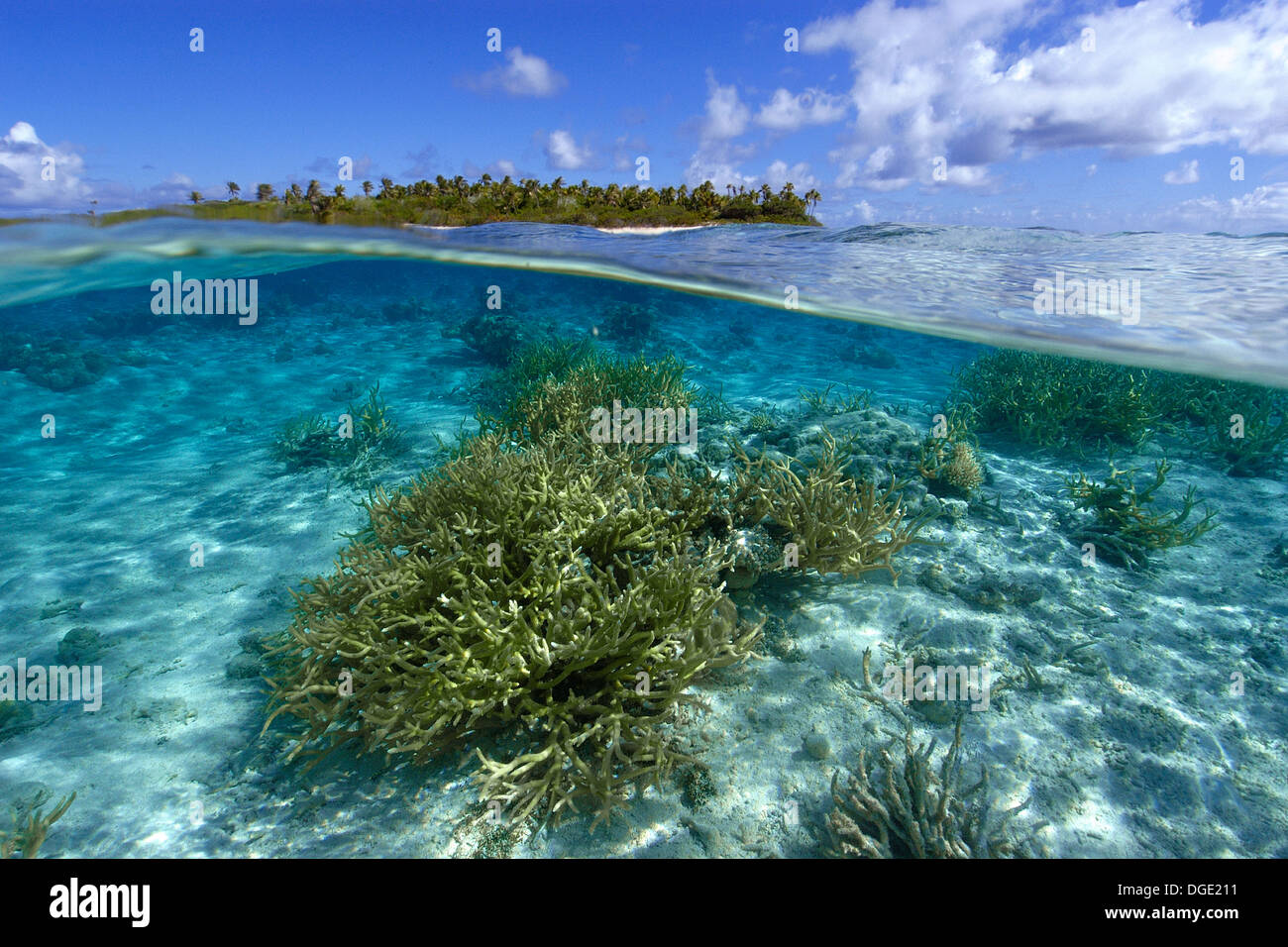 Split-Bild von Hirschhorn Koralle Acropora SP. und unbewohnten Insel Ailuk Atoll, Marshall-Inseln, Pazifik Stockfoto