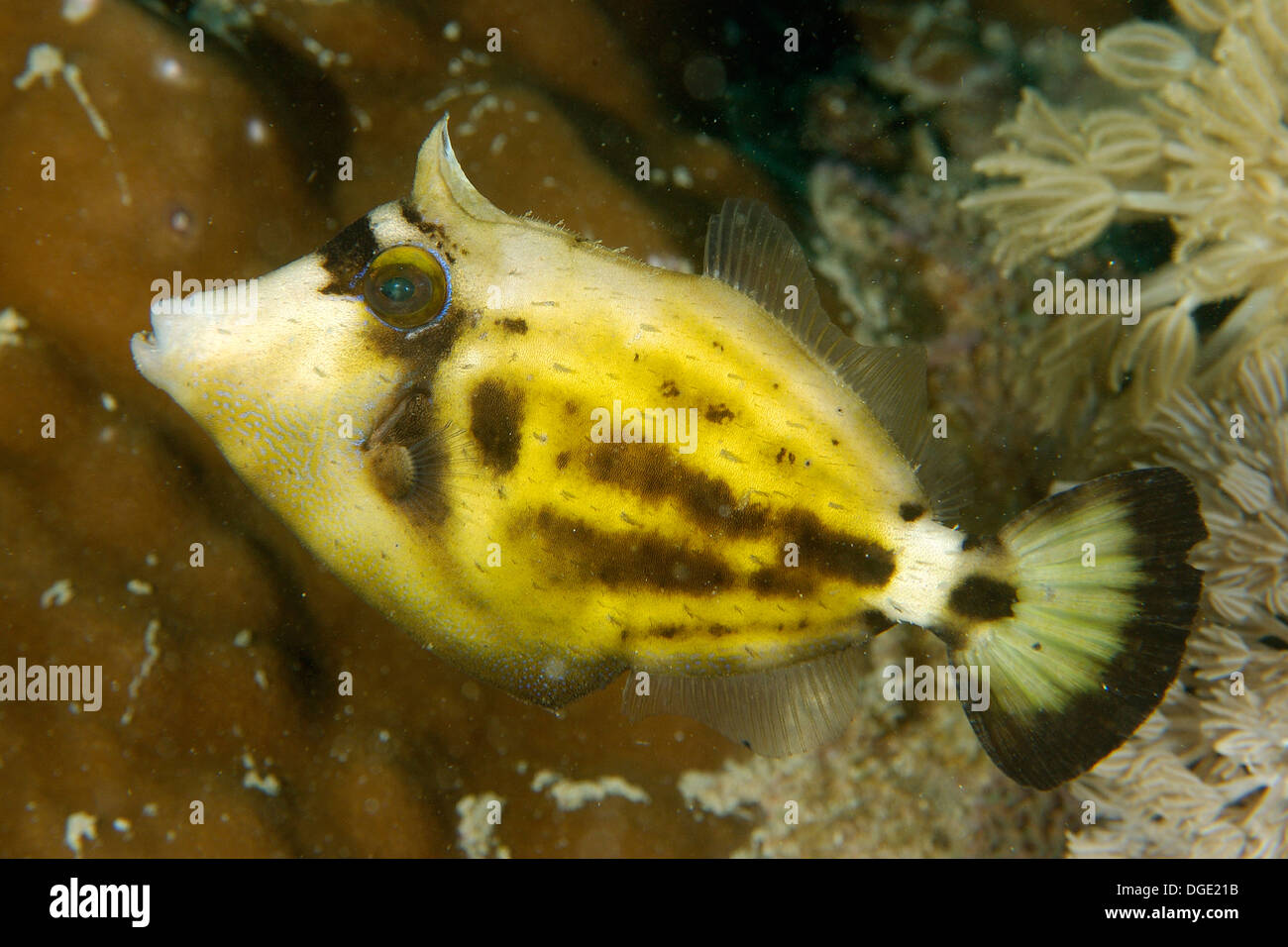 Brillentragende Feilenfisch, Cantherhines Fronticinctus, Wrack in Sabang, Puerto Galera, Mindoro, Philippinen. Stockfoto