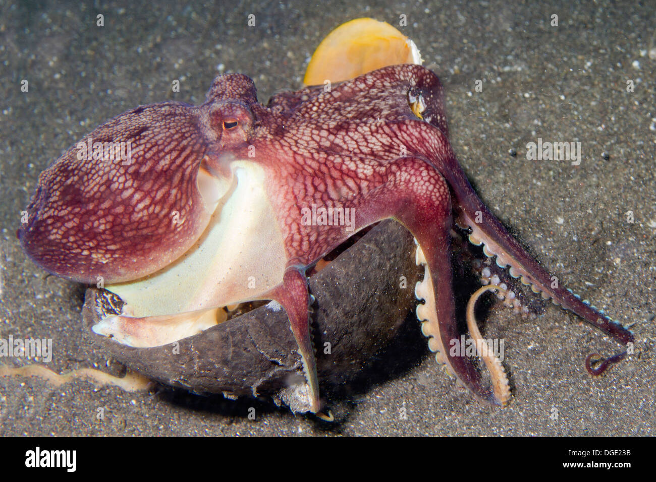 Kokosnuss Oktopus herumträgt eine leere Coconot-Hülle als Rüstung verwenden. (Amphioctopus Marginatus). Lembeh Straße, Indonesien Stockfoto