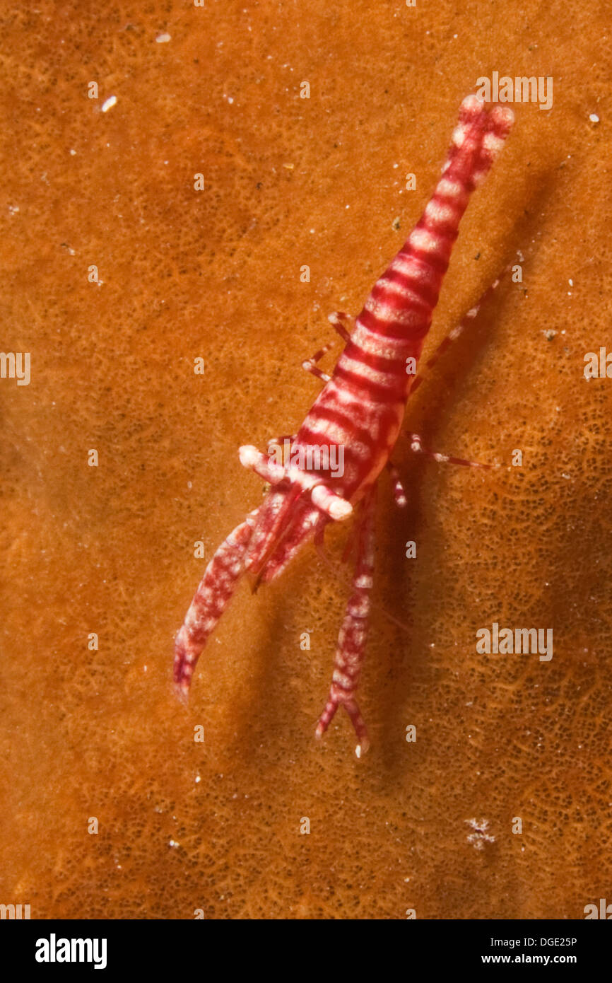 Ambon Peitschenkorallen Garnelen. (Laomenes Amboinensis). Lembeh Straße, Indonesien Stockfoto