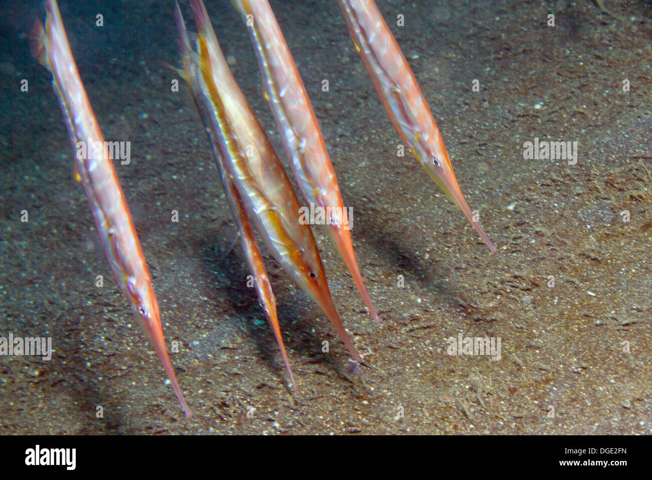 Starre Shrimpfish schwimmen Kopf nach unten. (Centriscus Scutatus). Lembeh Straße, Indonesien Stockfoto