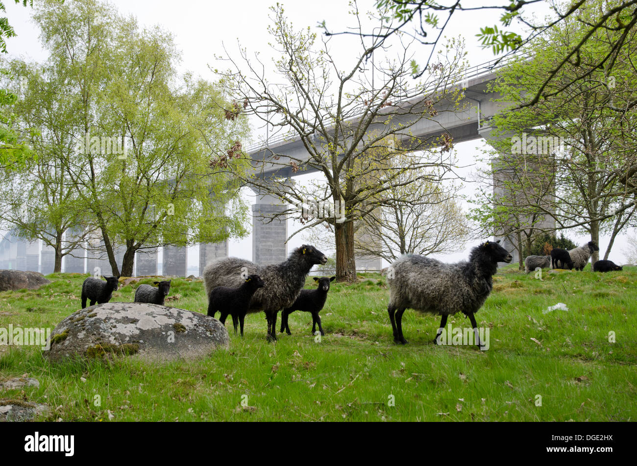 Schafe im Frühling Stockfoto