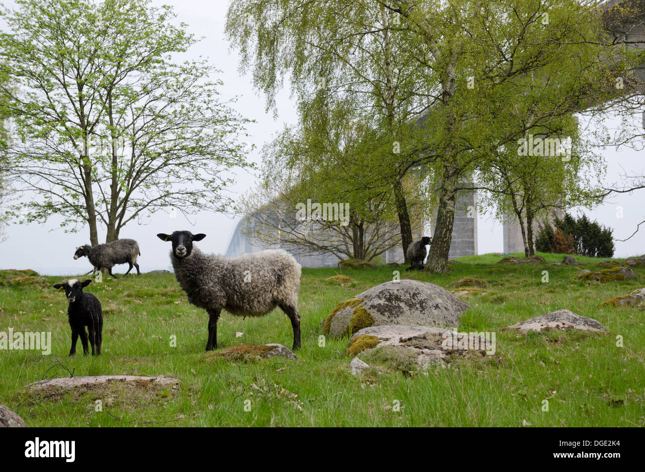 Schafe vor Brücke Stockfoto