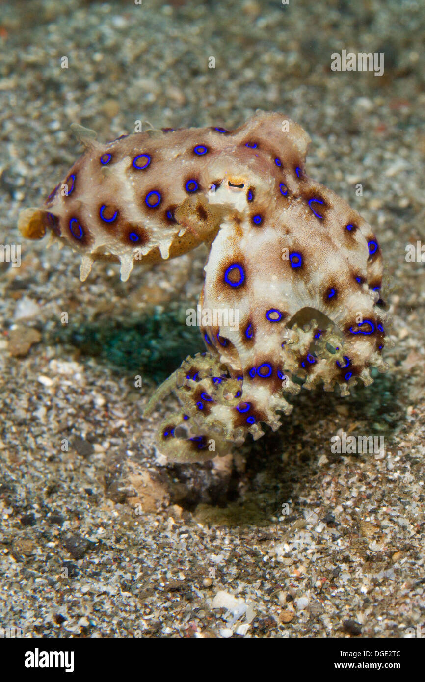 Mehr blau-beringte Krake. (Hapalochlaena Lumulata). Lembeh Straße, Indonesien Stockfoto