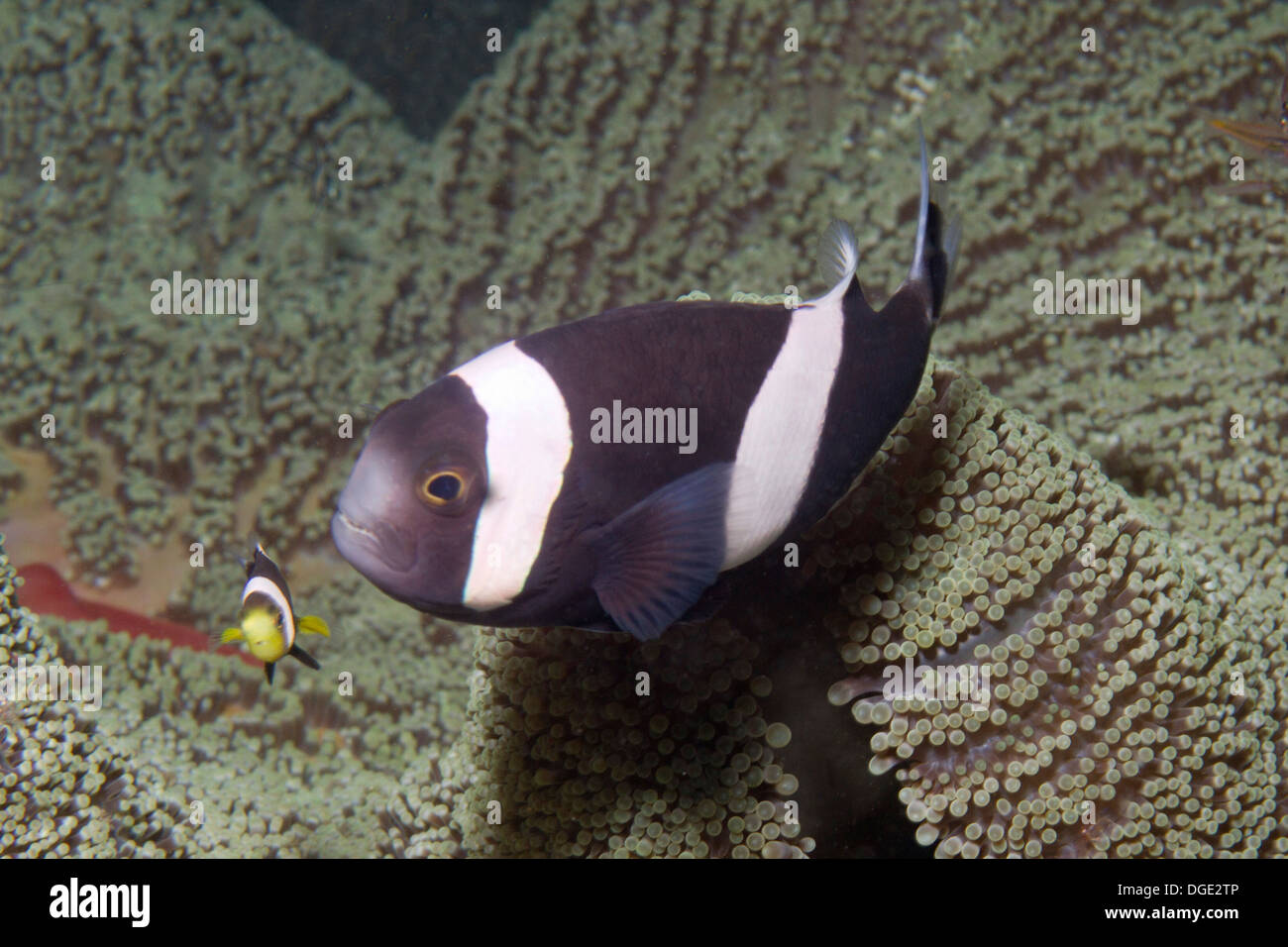 Panda Anemonenfische, Indonesien Stockfoto