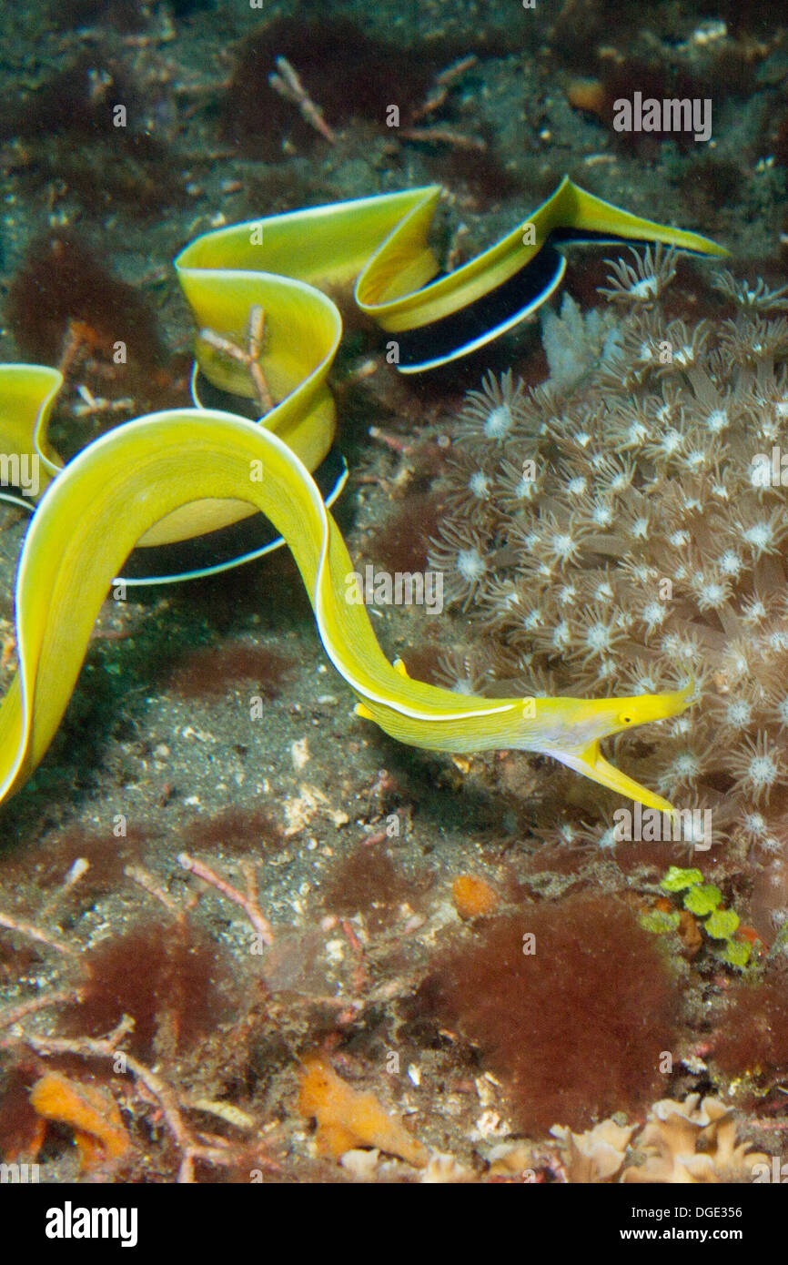 Weibliche Ribbon Eel frei schwimmen. (Rhinomuraena Quaesita). Lembeh Straße, Indonesien Stockfoto