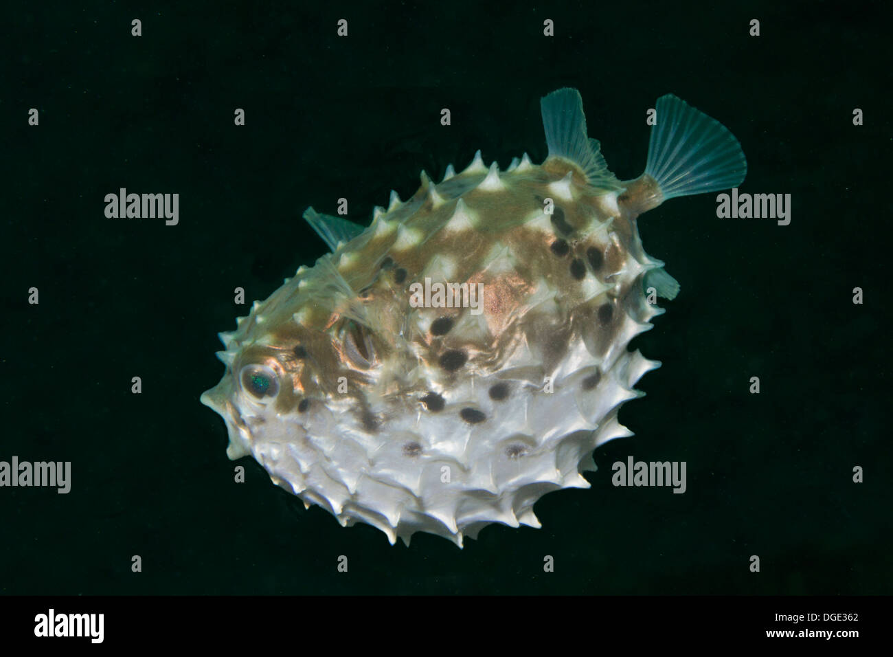 Entdeckt Burrfish Züge selbst wenn sie sich bedroht fühlt. (Chilomycterus Reticulatus). Lembeh Straße, Indonesien Stockfoto