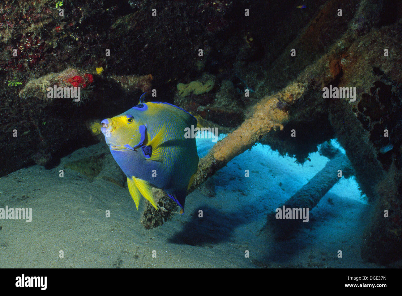 Königin-Kaiserfisch Lices bei Schiffbruch. (Holacanthus Ciliaris). Bonaire Stockfoto