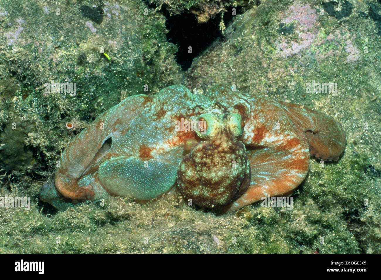 Karibischer Reef Octopus. (Octopus Briareus). Britische Jungferninseln Stockfoto