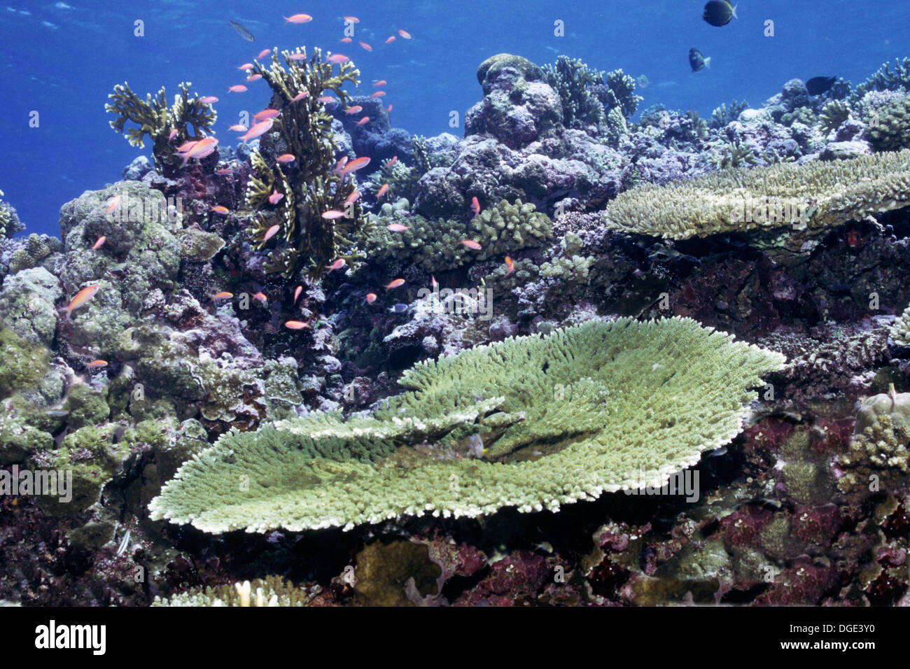 Riff-Szene mit großen Tischkorallen. (Acropora sp.). Salomon-Inseln Stockfoto