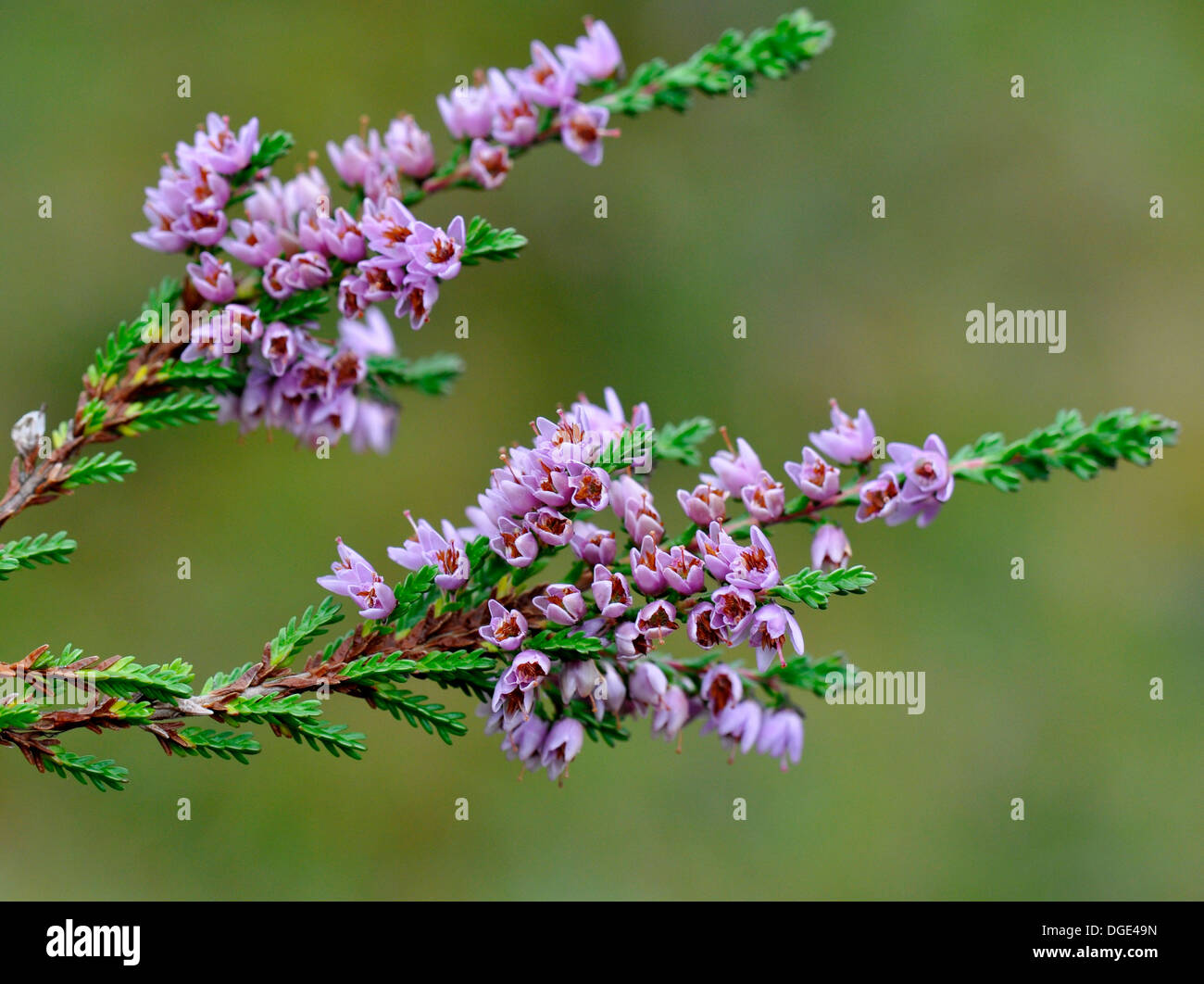 Gemeinsame Heidekraut Calluna vulgaris auf grünem Hintergrund Stockfoto