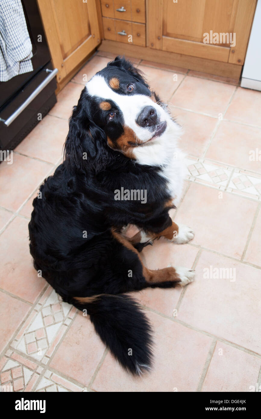 Berner Sennenhund Stockfoto