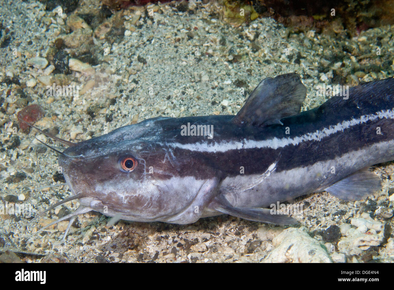 Erwachsenen gestreiften Wels-Nahaufnahme. (Plotosus Lineatus). Lembeh Straße, Indonesien Stockfoto