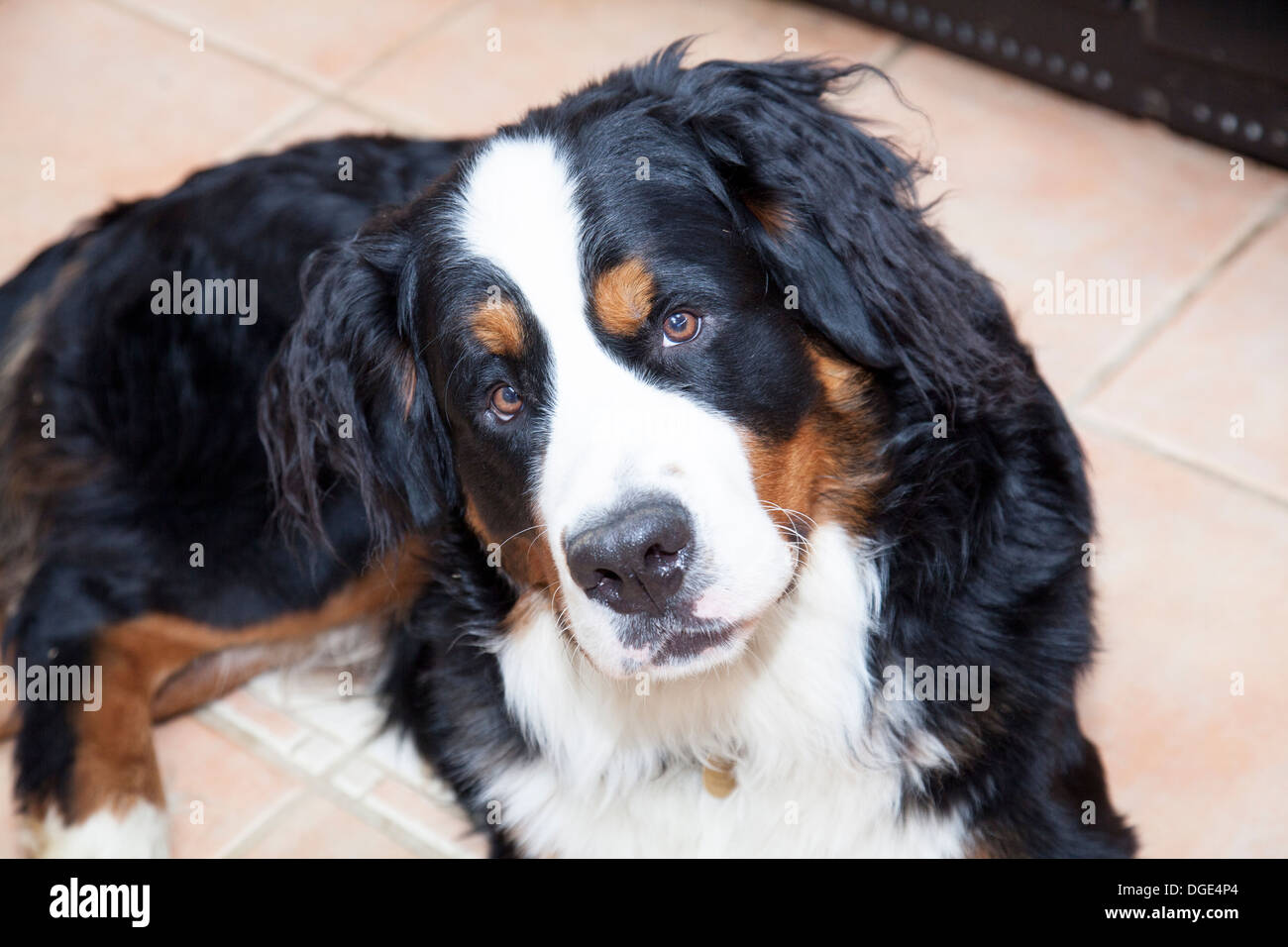 Berner Sennenhund Stockfoto