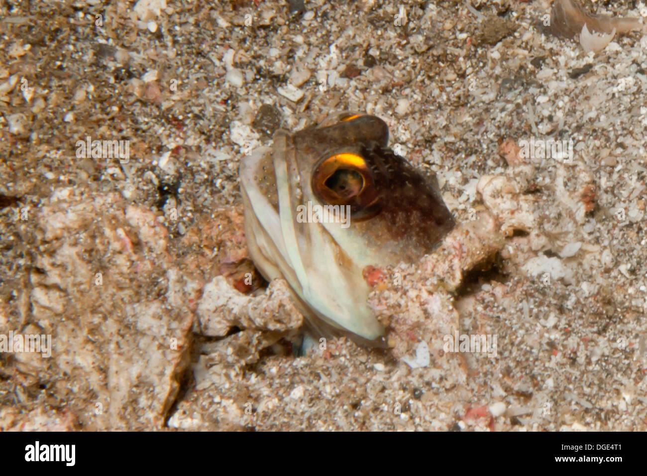 Yellowbarred Jawfish mit Mounth voll von Eiern, die es Zucht ist vergraben im Sand. (Opistognathus sp.). Lembeh Straße, Indonesien Stockfoto