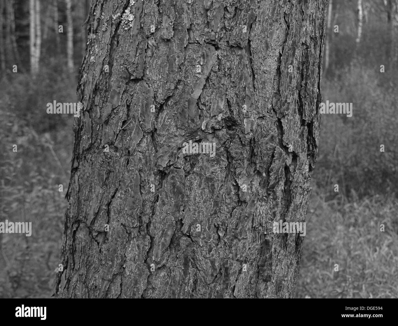 Belle von einem Baum Stockfoto