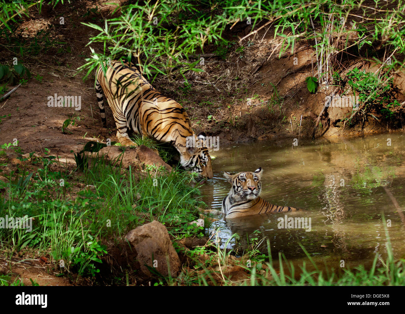 Sub-Erwachsene Tiger spielerischen Verhalten sparring Stockfoto