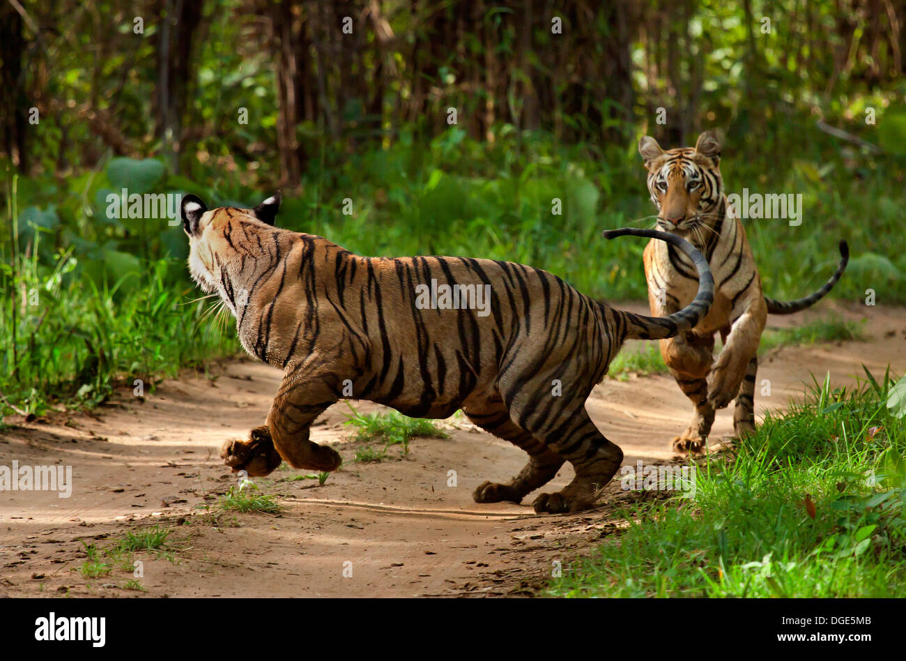 Verspielte Tiger Stockfoto