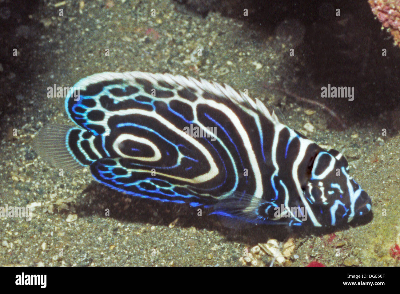 Kaiser Angelfish - juvenile Form. (Pomacanthus Imperator). Salomon-Inseln Stockfoto