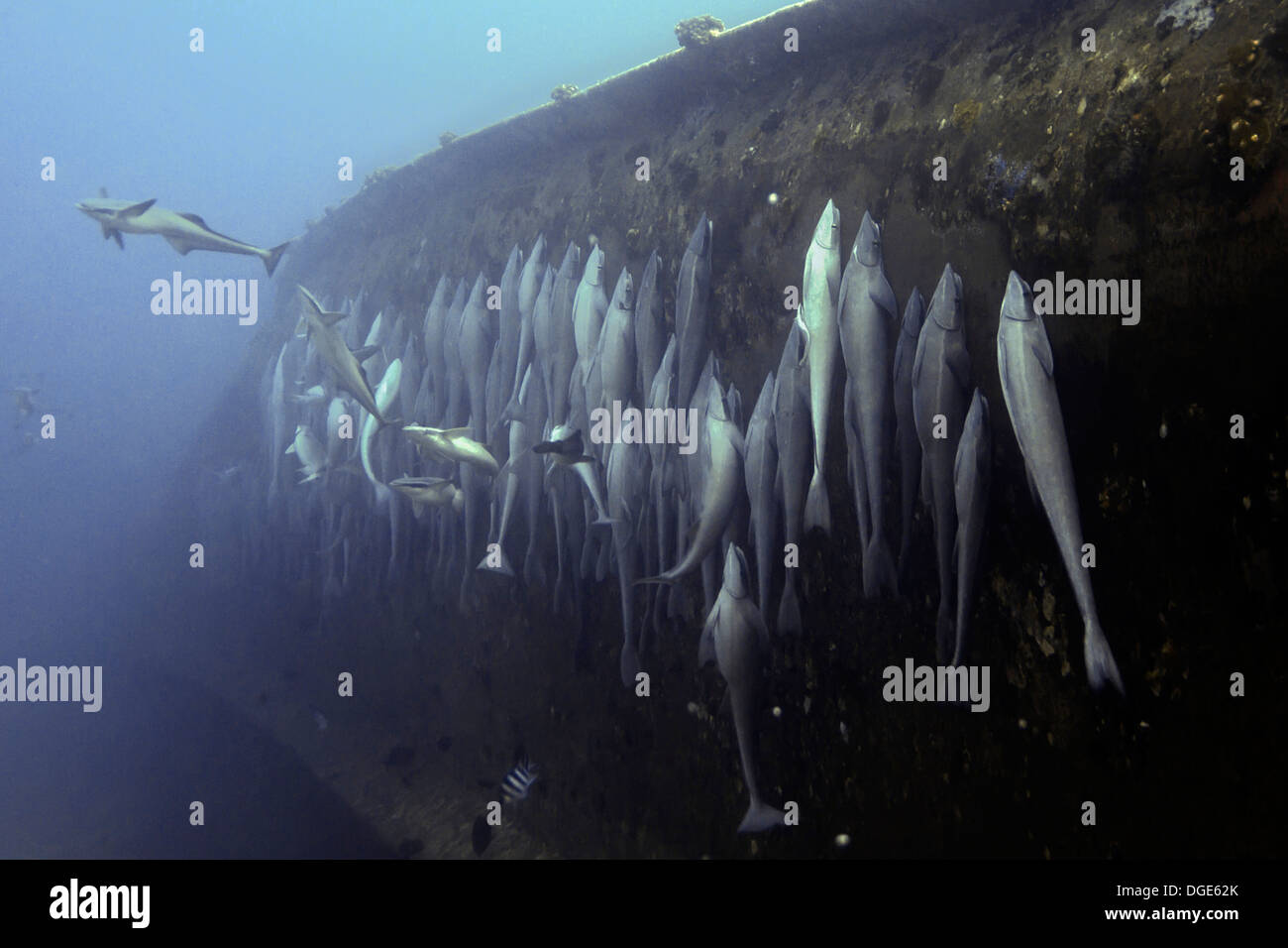 Dutzende von Sharksuckers heften sich an einem Schiffbruch Ruhelagerung mit Saugnäpfen auf dem Kopf. (Echeneis Naucrates). Fidschi-Inseln Stockfoto