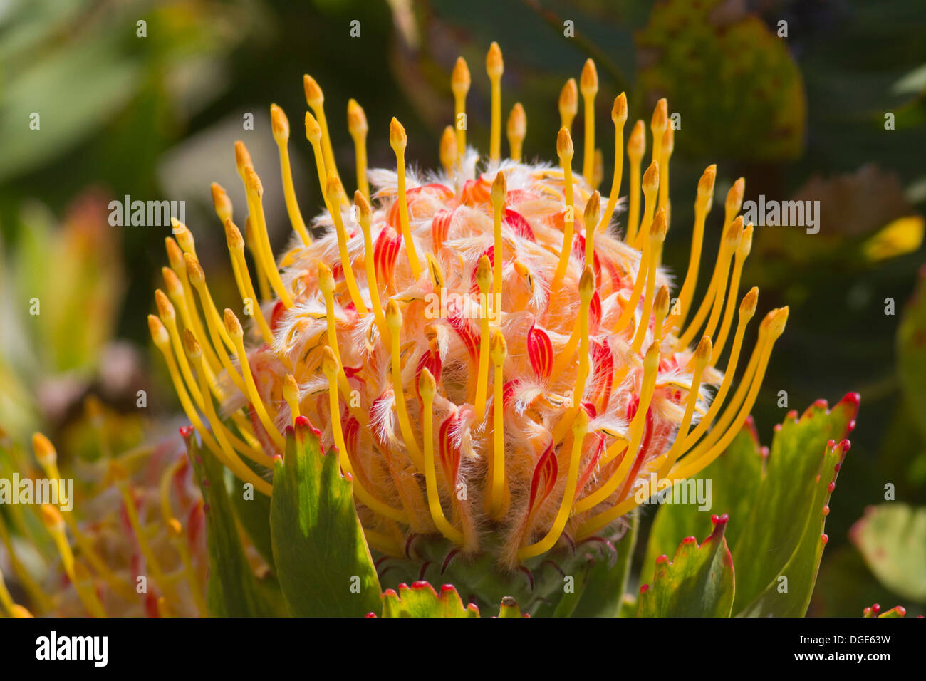 protea pflanze -fotos und -bildmaterial in hoher auflösung – alamy