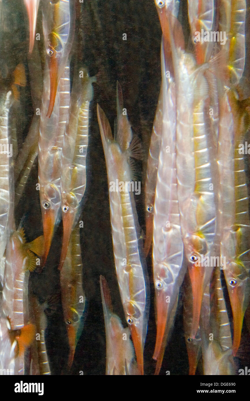 Starre Shrimpfish Schule hängen Kopf nach unten. (Centriscus Scutatus). Lembeh Straße, Indonesien Stockfoto
