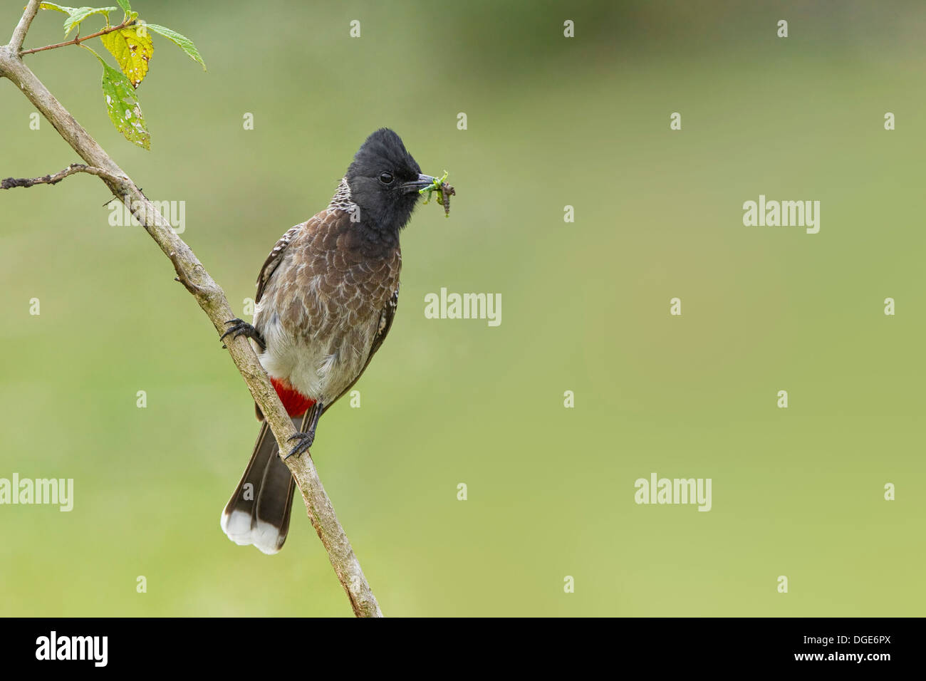 Rot entlüftet Bulbul Stockfoto