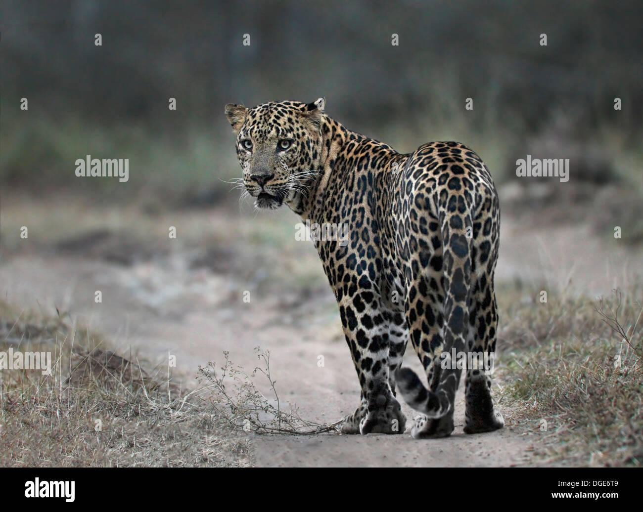 Männliche Leopard in Bandipur Stockfoto