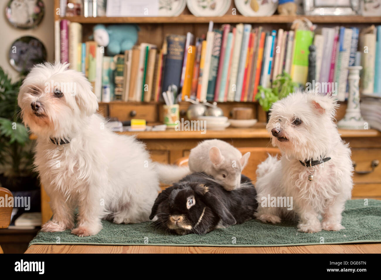 Ein Malteser Hund mit einem Kaninchen und Chinchilla im Hause UK Stockfoto