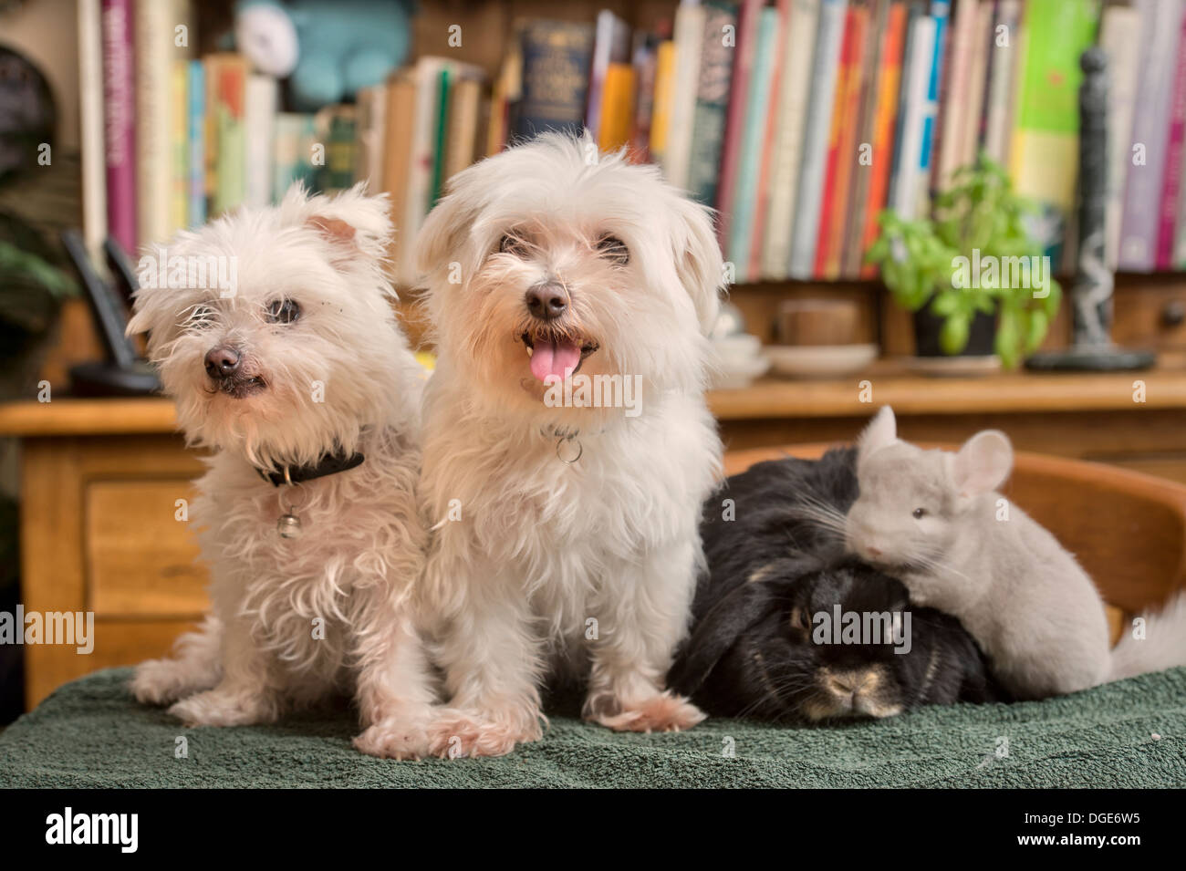 Ein Malteser Hund mit einem Kaninchen und Chinchilla im Hause UK Stockfoto