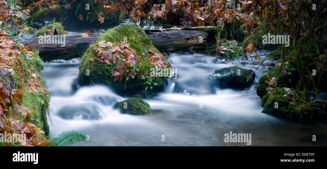 Flussufer offenbart die Schönheit von Moos, Blättern, Steinen und Felsbrocken im Wasser Stockfoto