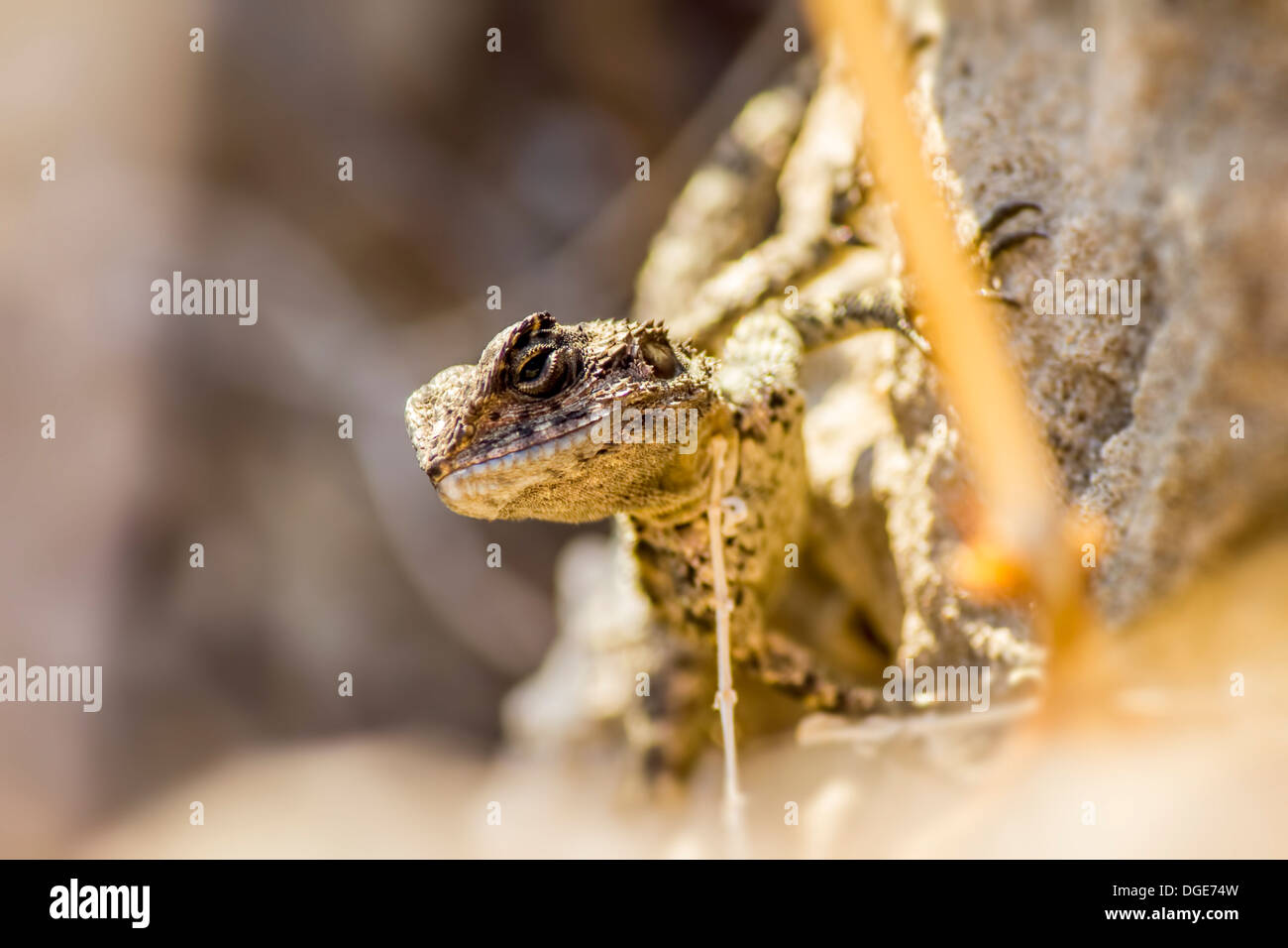 Die gemeinsame Agama (Agama Agama) Stockfoto