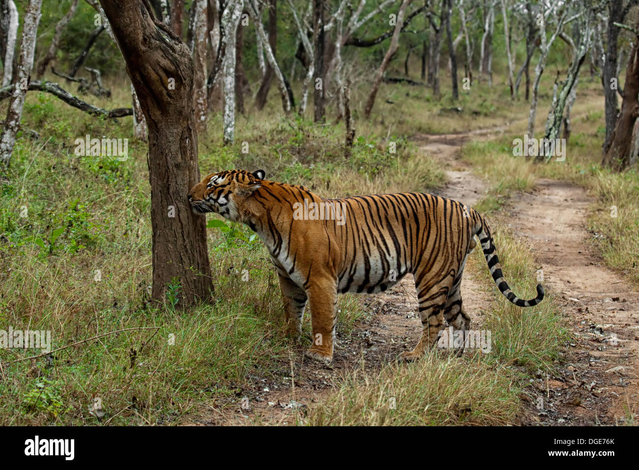 Bengal Tiger riechenden Duft am Baum Stockfoto