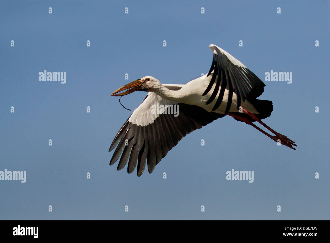 Asiatischer Openbill Storch Ranganathittu-Vogelschutzgebiet Stockfoto