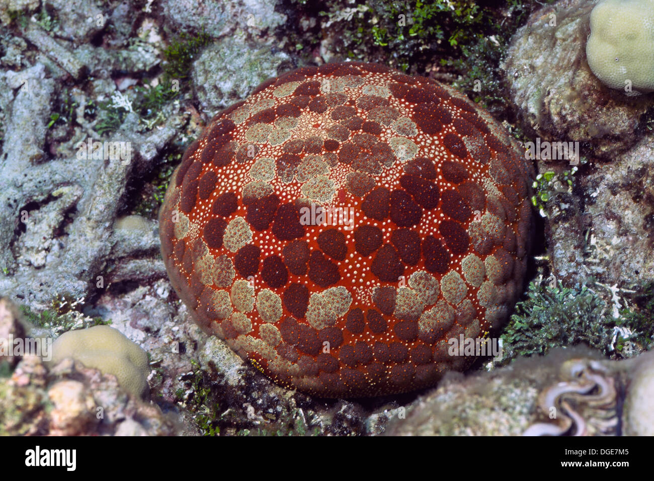 Kissen-Seestern. (Culcita Novaeguineae). Salomon-Inseln Stockfoto