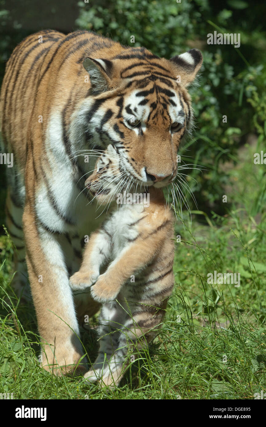 Amur oder sibirische Tigerin (Panthera Tigris Altaica), tragenden Cub in den Mund. Stockfoto
