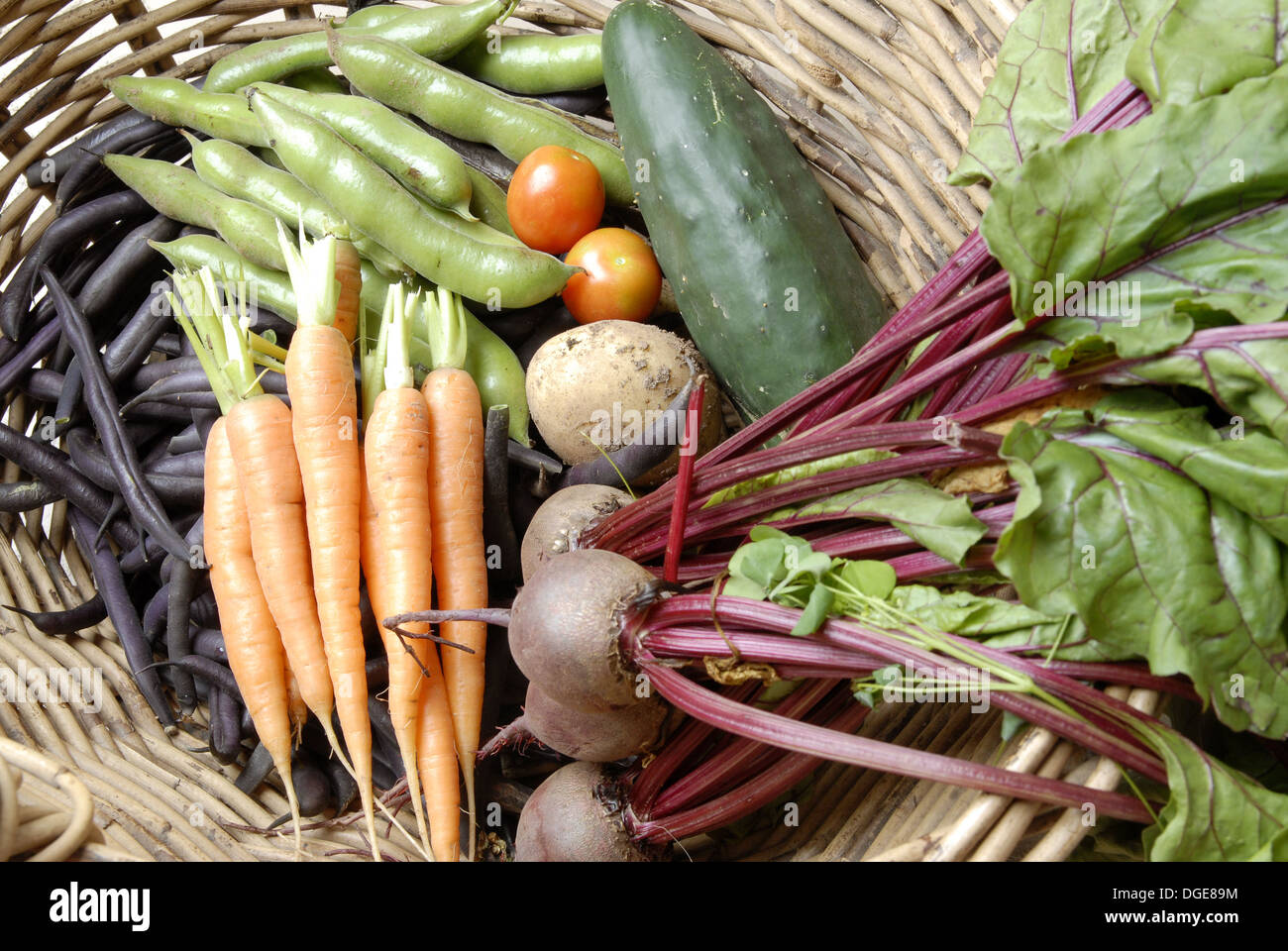 Korb mit selbst angebauten Bio-Gemüse Stockfoto