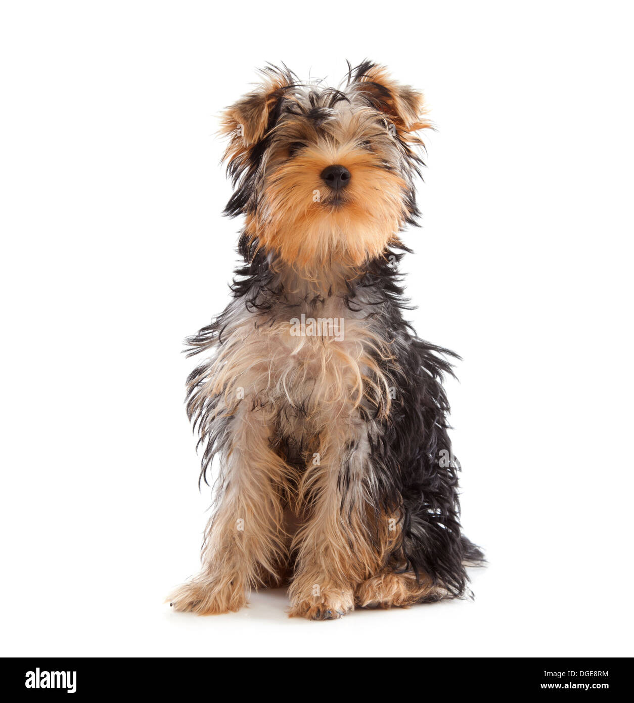 Yorkshire-Terrier, Blick in die Kamera auf weißem Hintergrund Stockfoto