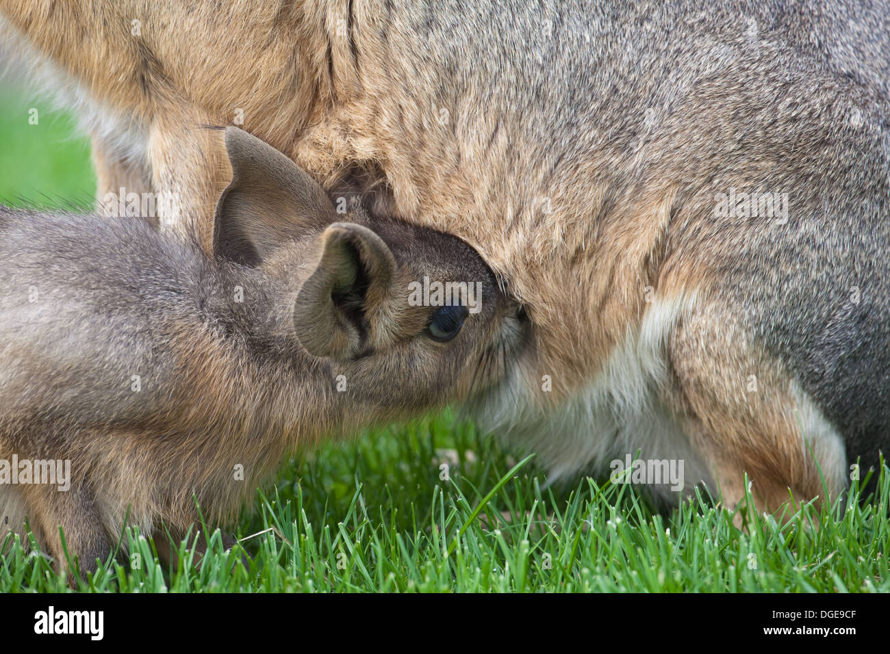 Mara oder patagonische Hase (Dolichotis Patagonum). Jung von der Mutter gesäugt. Stockfoto