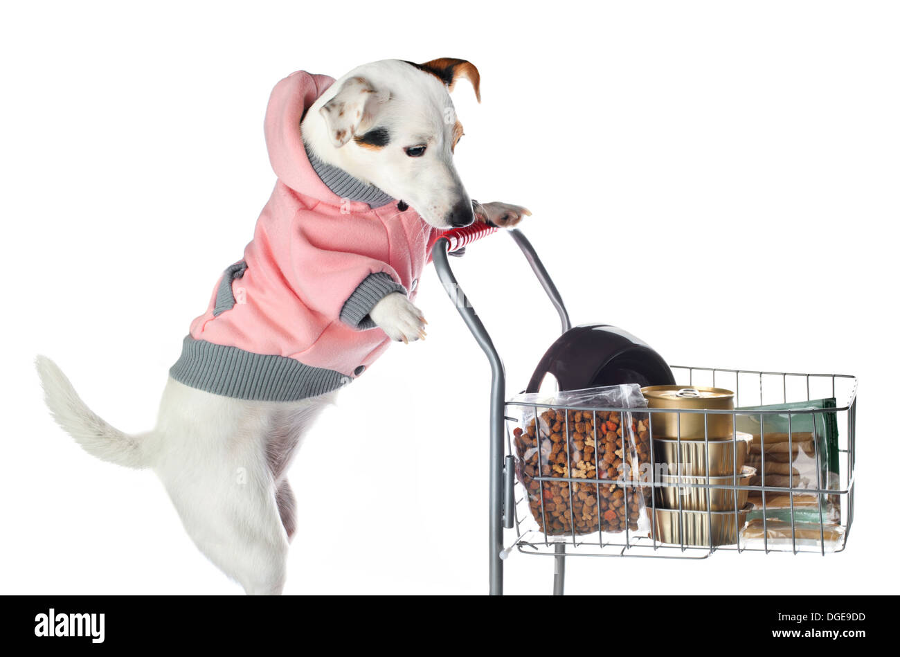 Jack Russell Hund treibt einen Einkaufswagen voller Lebensmittel auf weißem Hintergrund Stockfoto