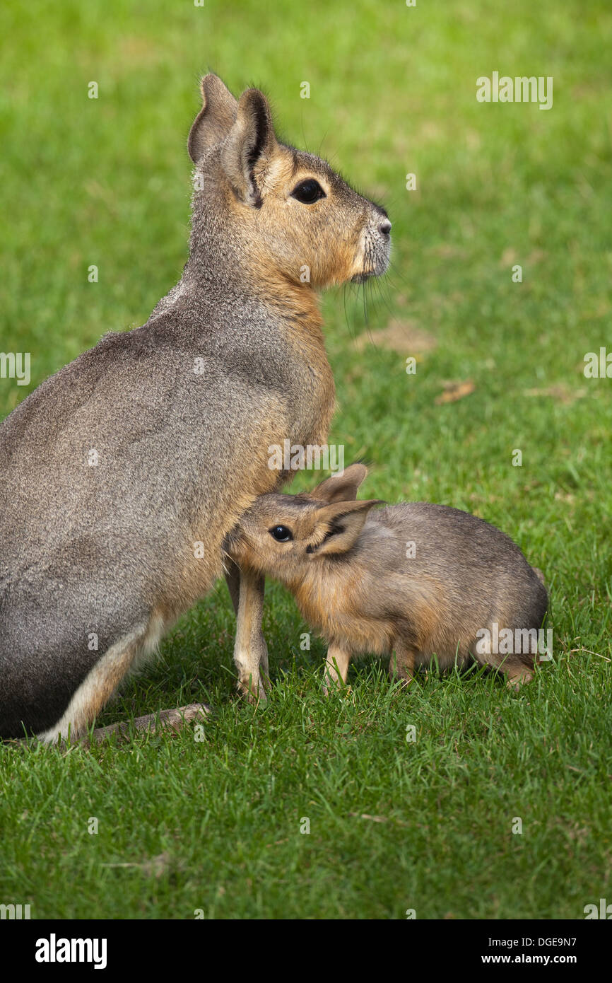 Mara oder patagonische Hase (Dolichotis Patagonum). Weibchen mit jungen, suchen eine Brustwarze. Stockfoto