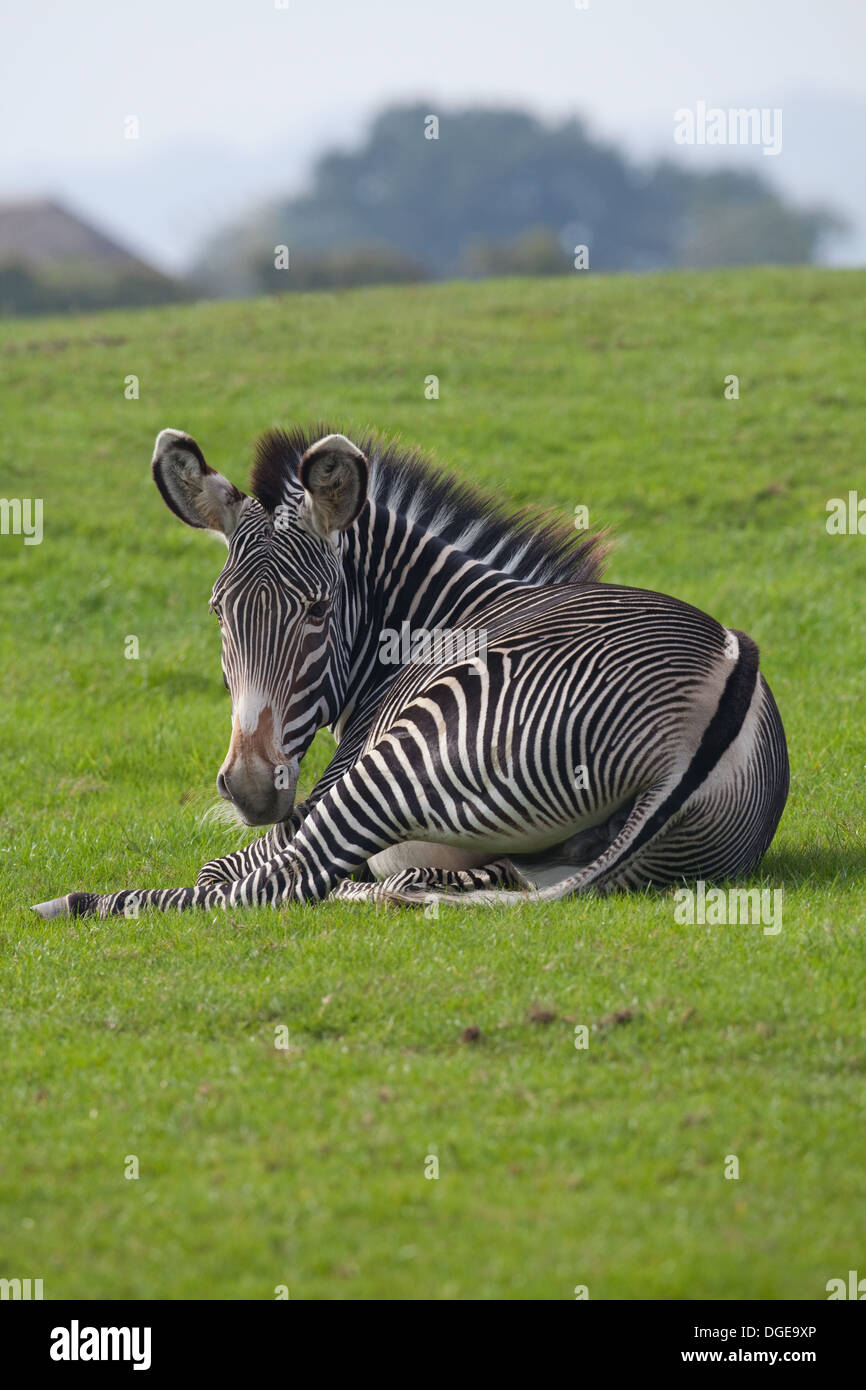 GREVY Zebra (Equus Grevyi). Am Boden liegen. Markierungen für das Individuum einzigartig. Whipsnade Zoo. Stockfoto