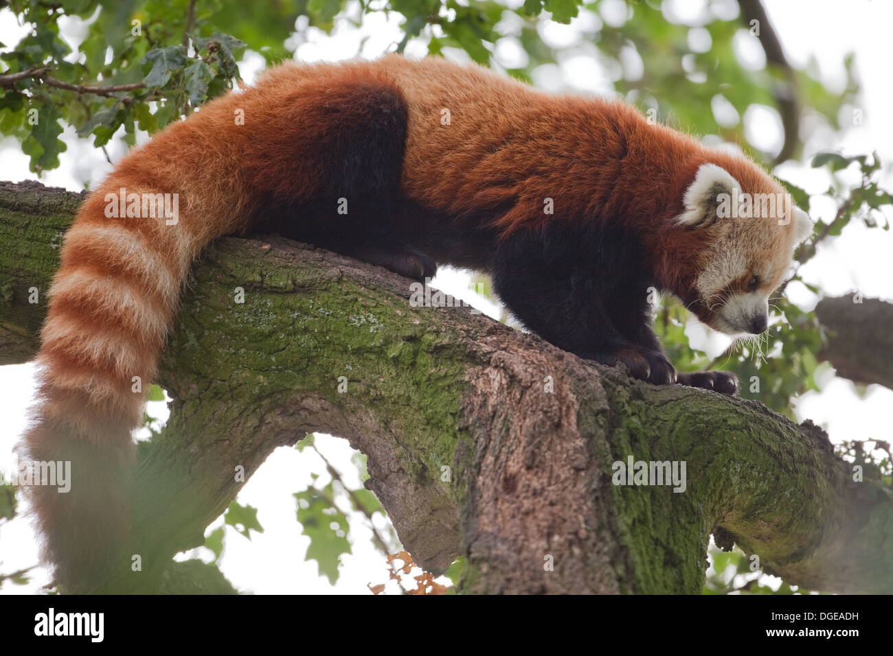 Rot oder kleinere Panda (Ailurius Fulgens). Eine weitere Messung Abstand möchten gegenüber einem Ast. Stockfoto