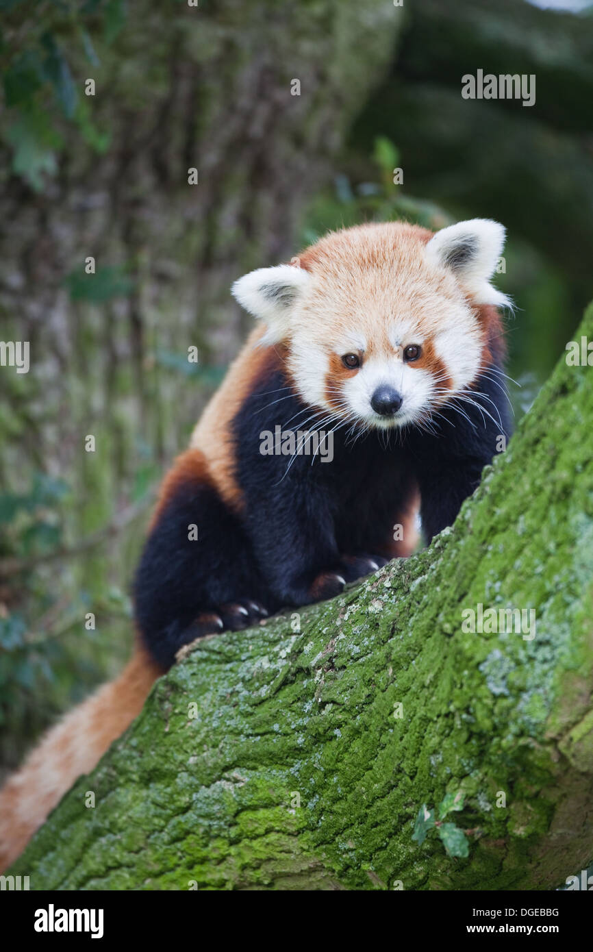 Rot oder kleinere Panda (Ailurius Fulgens). Blick von Gliedmaßen eines Baumes. Stockfoto