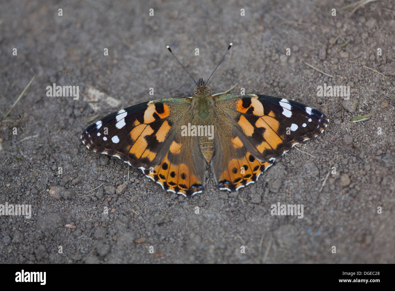 Distelfalter Schmetterling (Vanessa Cardui). Aufwärmen auf gerodeten Boden Patch in einem Garten von Norfolk. August. Stockfoto